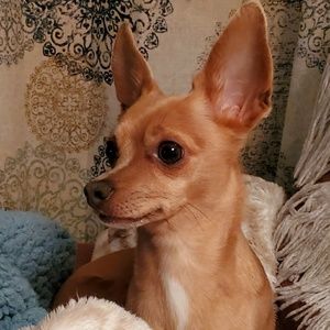 Meet your Posher, Nancy